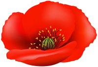 Poppy flower PNG picture