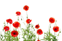 many poppies flower PNG