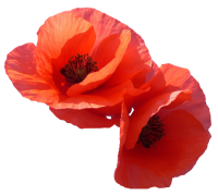 Poppy flowers PNG