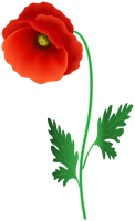 Poppy flower PNG transparent