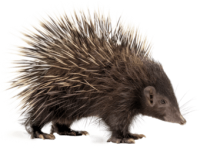 Porcupine PNG