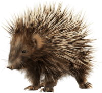 Porcupine PNG