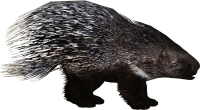 Porcupine PNG
