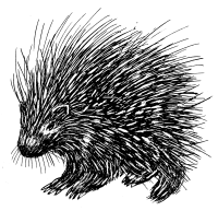 Porcupine PNG