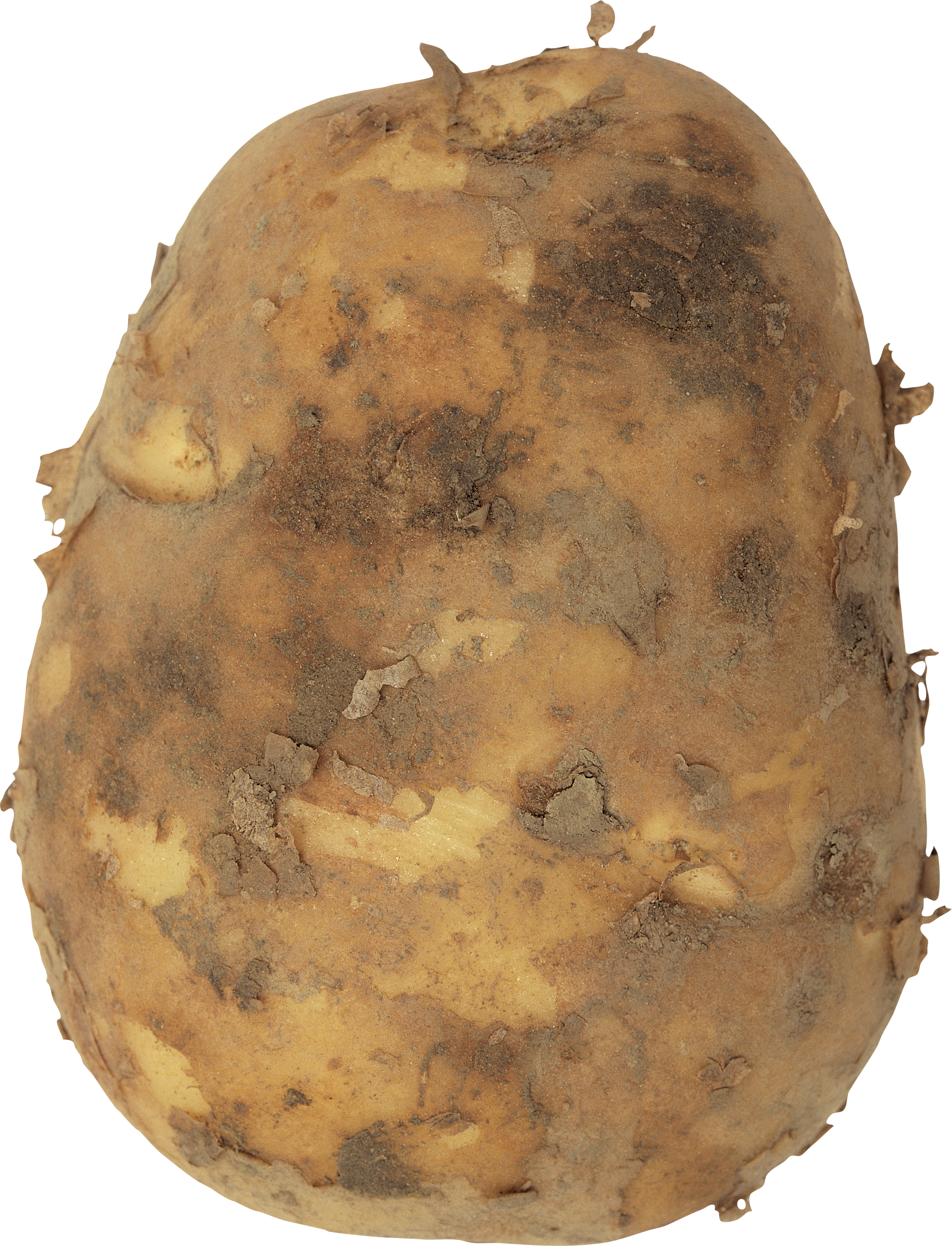 Big potato PNG