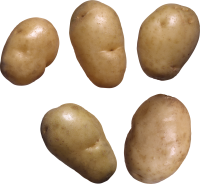 5 Potatoes PNG picture