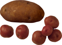 red potatoes PNG
