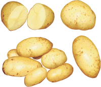 Potatoes PNG pictures