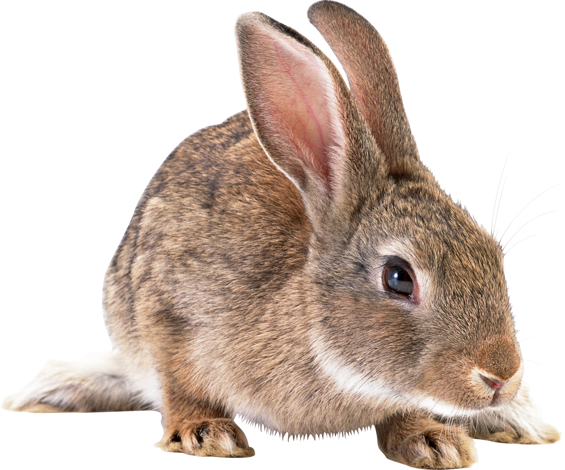 Gray rabbit PNG image