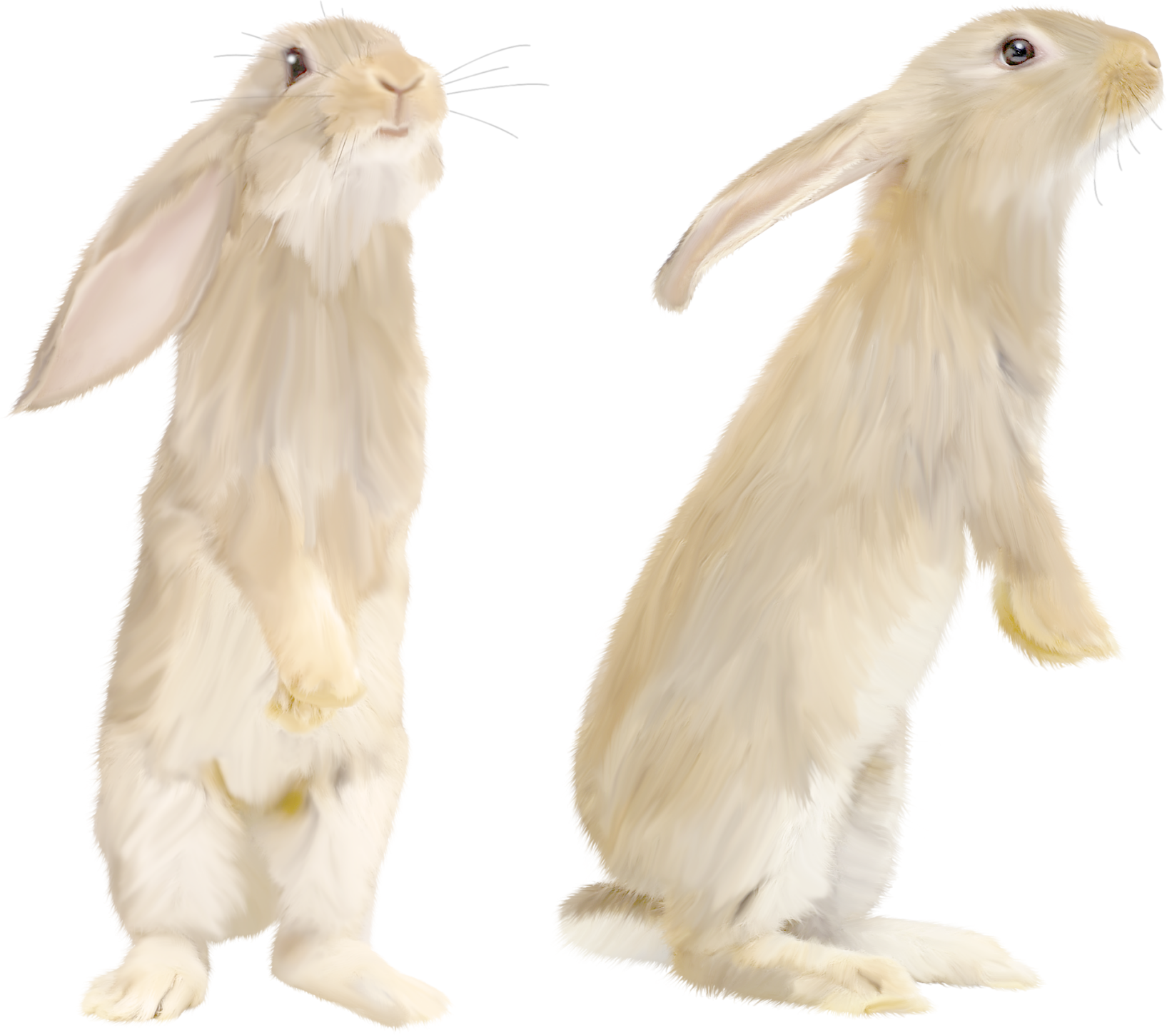 White rabbit PNG image