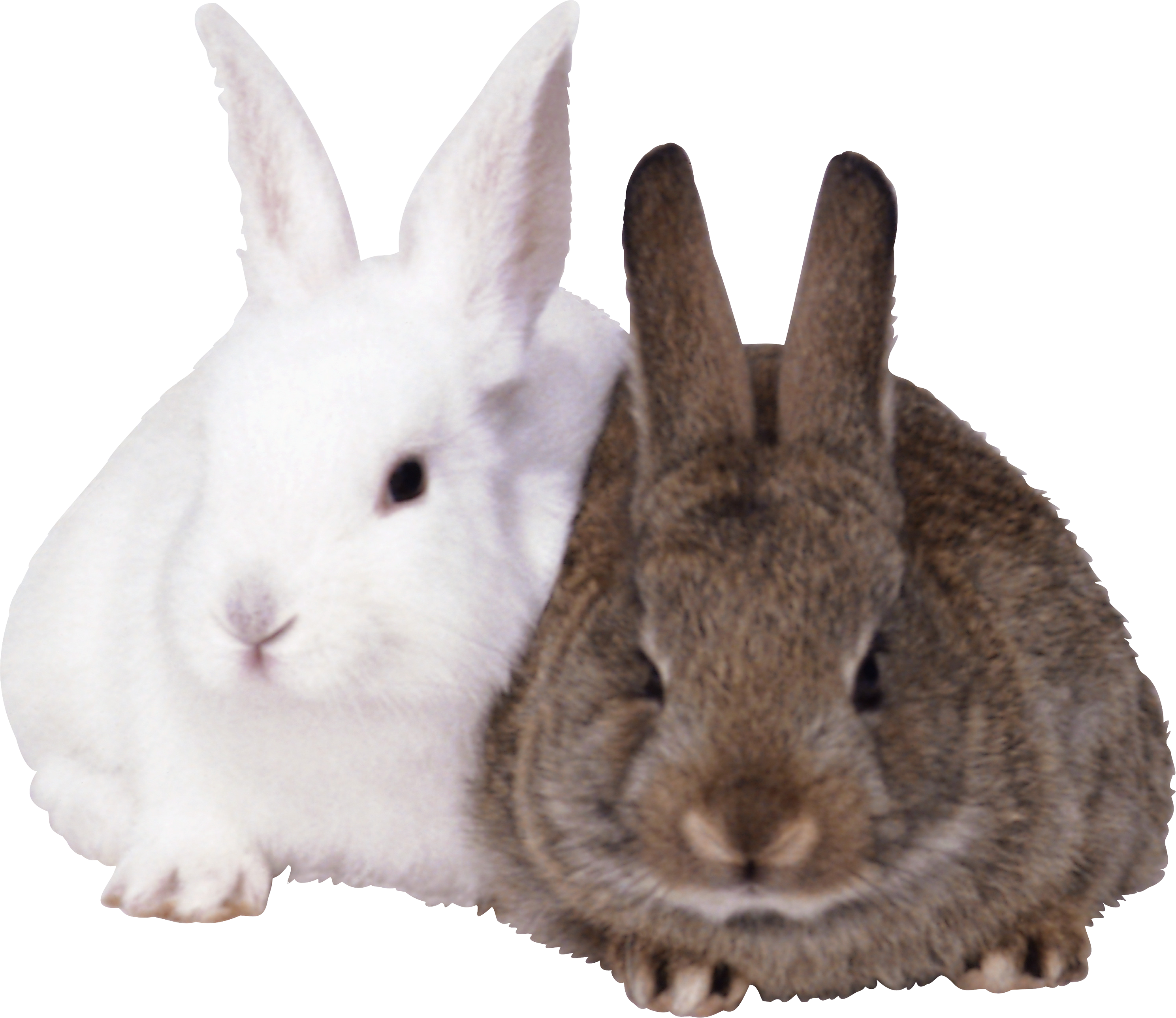 Rabbits PNG image