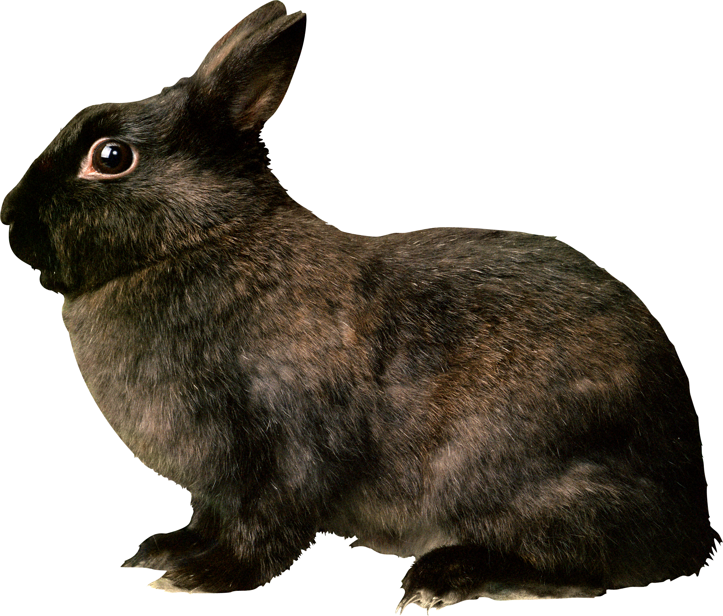 Black rabbit PNG image