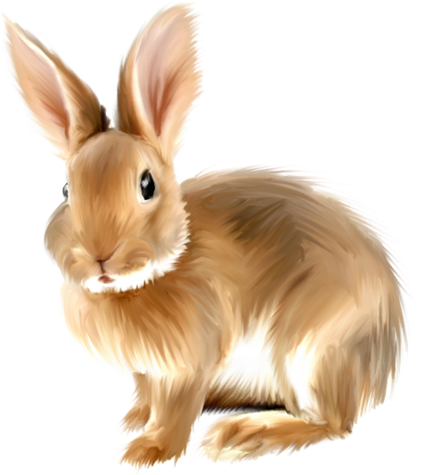 rabbit PNG image