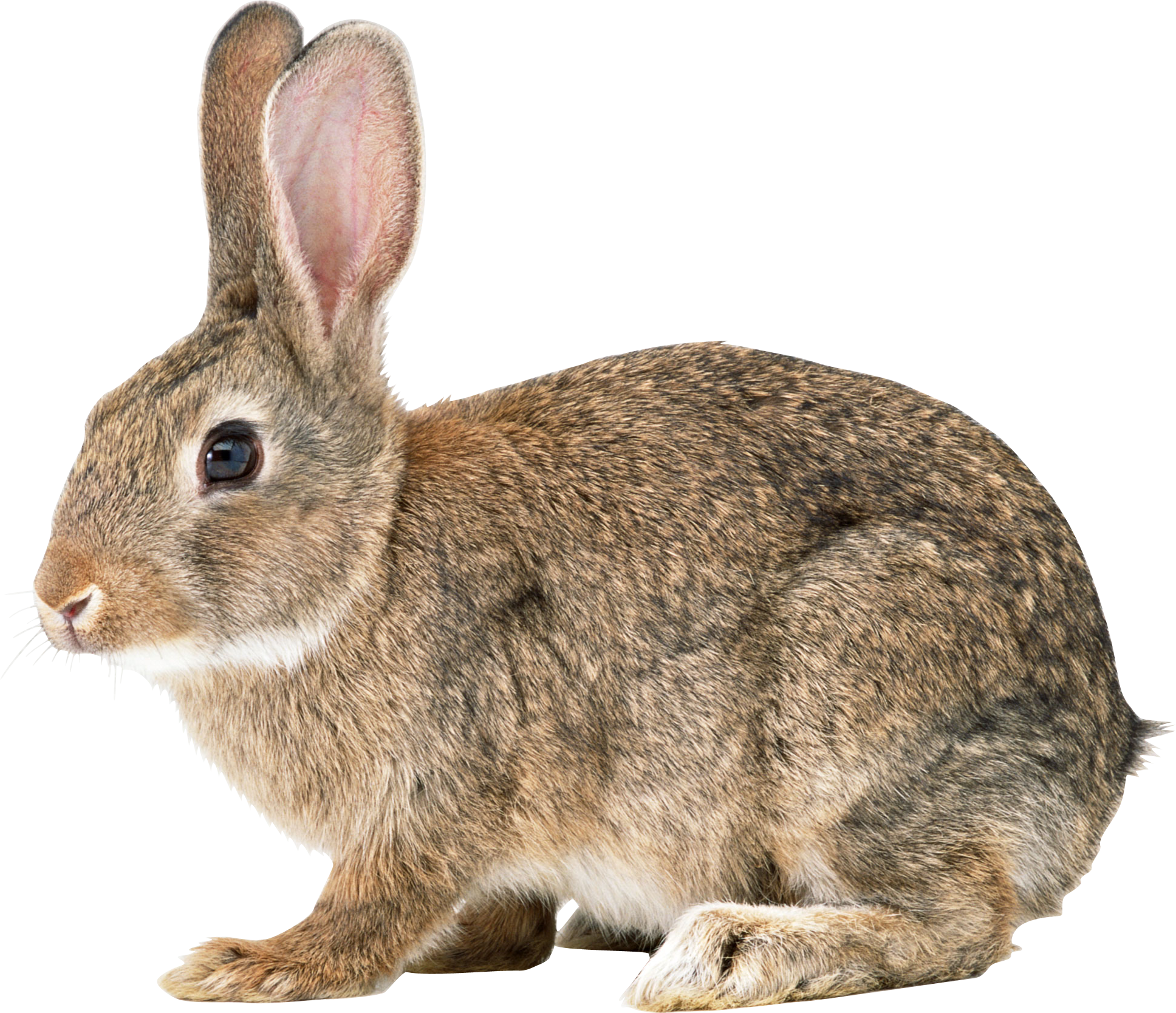 rabbit PNG