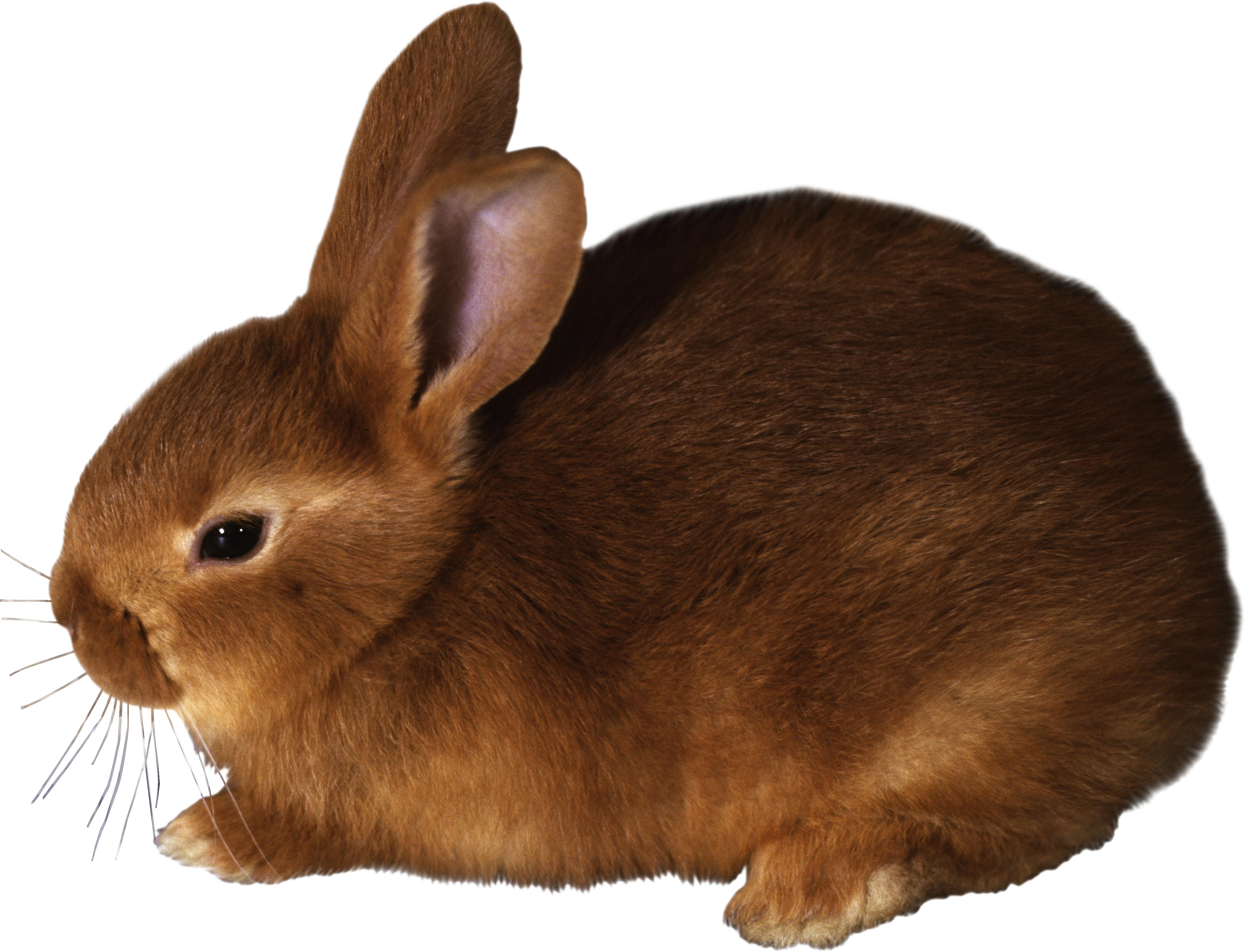 rabbit PNG