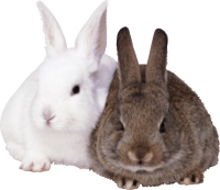 Rabbits PNG image