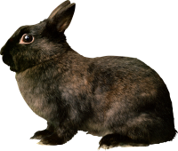 Black rabbit PNG image