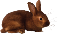 кролик PNG фото