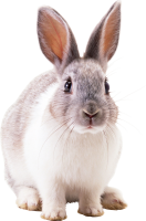 Rabbit PNG image