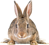Gray rabbit PNG image
