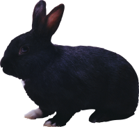 черный кролик PNG фото