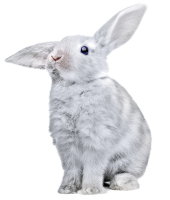 белый кролик PNG фото