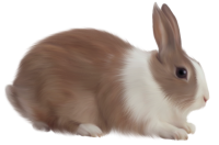 rabbit PNG image