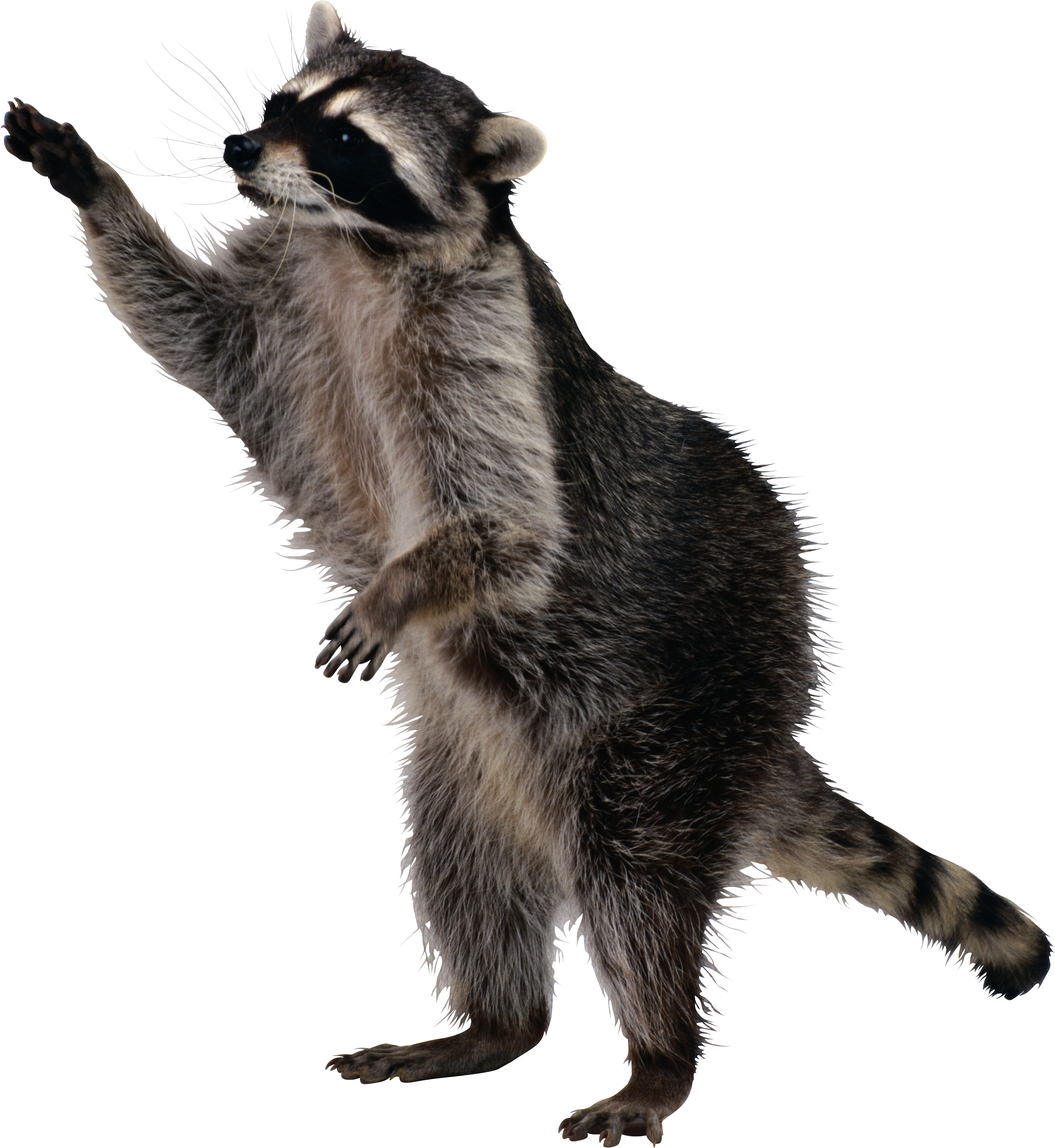 raccoon_PNG16965.png