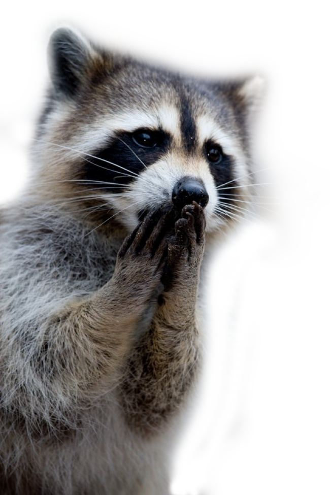 Raccoon PNG