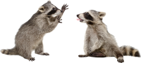Raccoons PNG