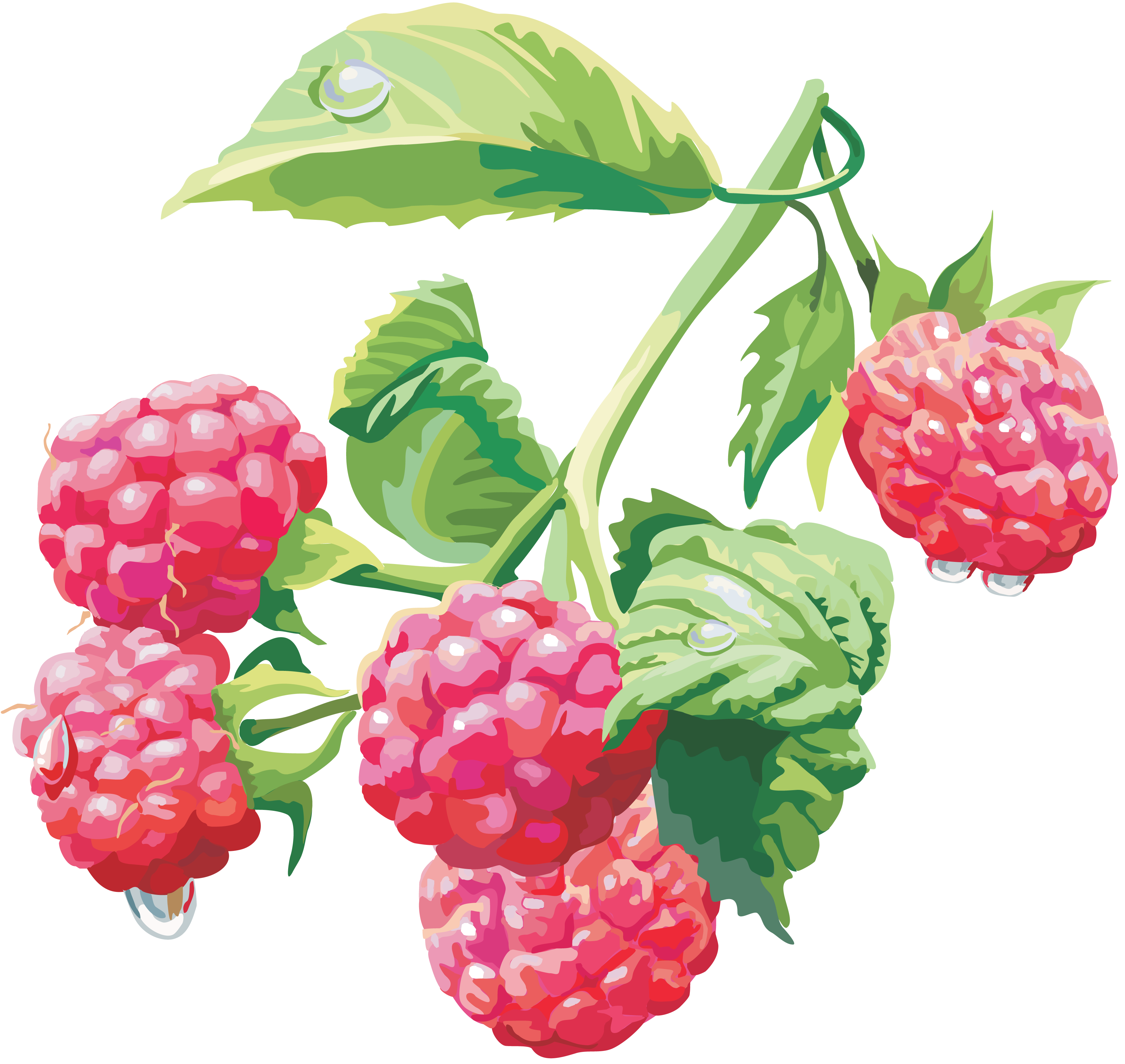 Rraspberry PNG image