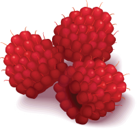 Rraspberry PNG image