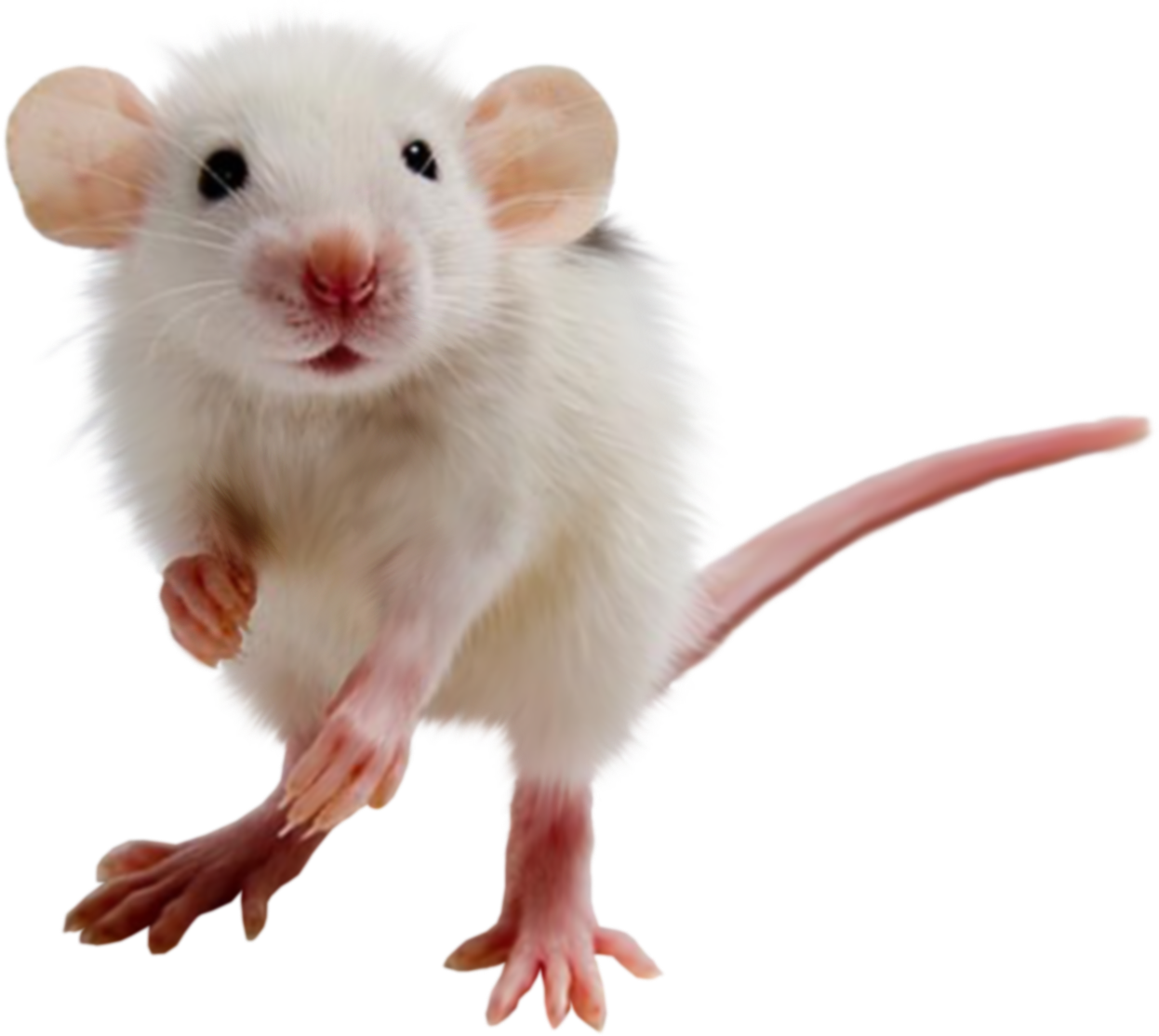 mouse pictures free download