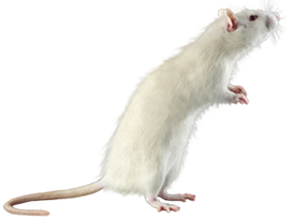 Ratón PNG