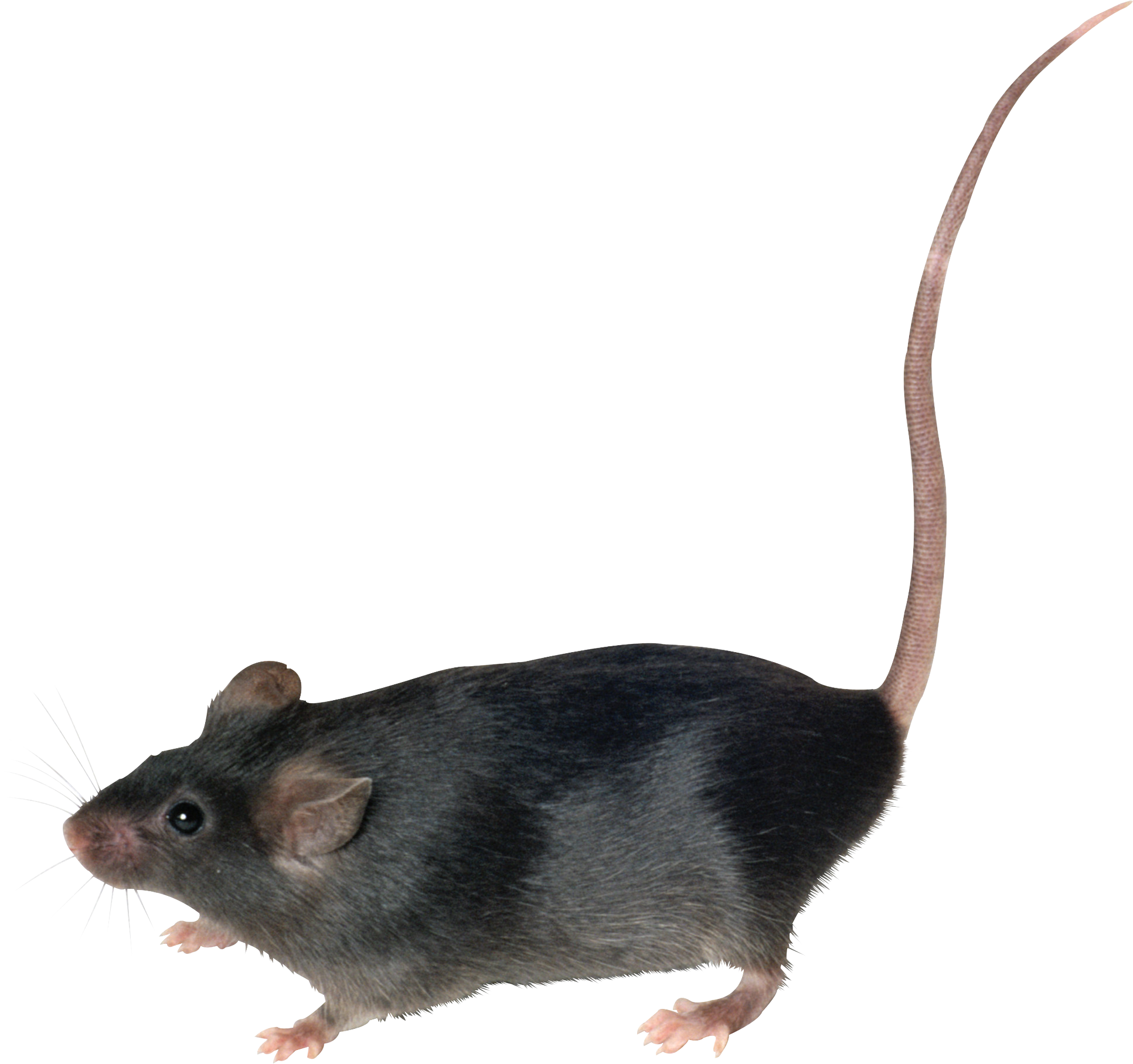 Ratón PNG