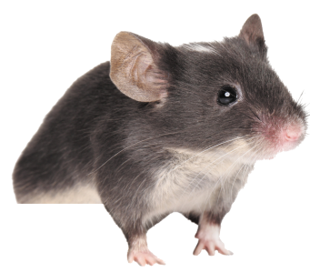 Ratón PNG