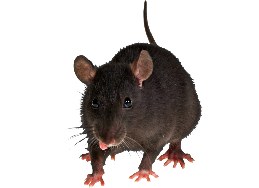 Ratón PNG