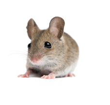 little mouse, rat PNG image