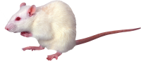 mouse, rat PNG image