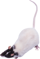 Крыса PNG фото