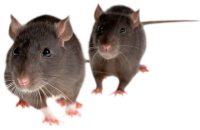 mice PNG image