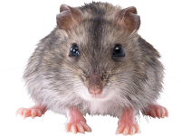 Мышь PNG фото