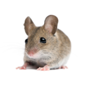 little mouse, rat PNG image