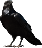 Cuervo PNG