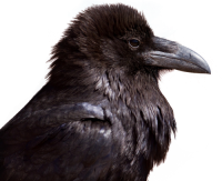 Raven PNG