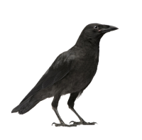 Raven PNG
