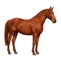 Red horse 2026 year PNG