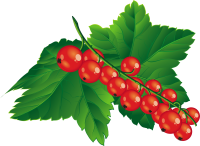 Redcurrant PNG