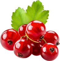 Redcurrant PNG