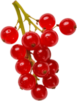 Redcurrant PNG